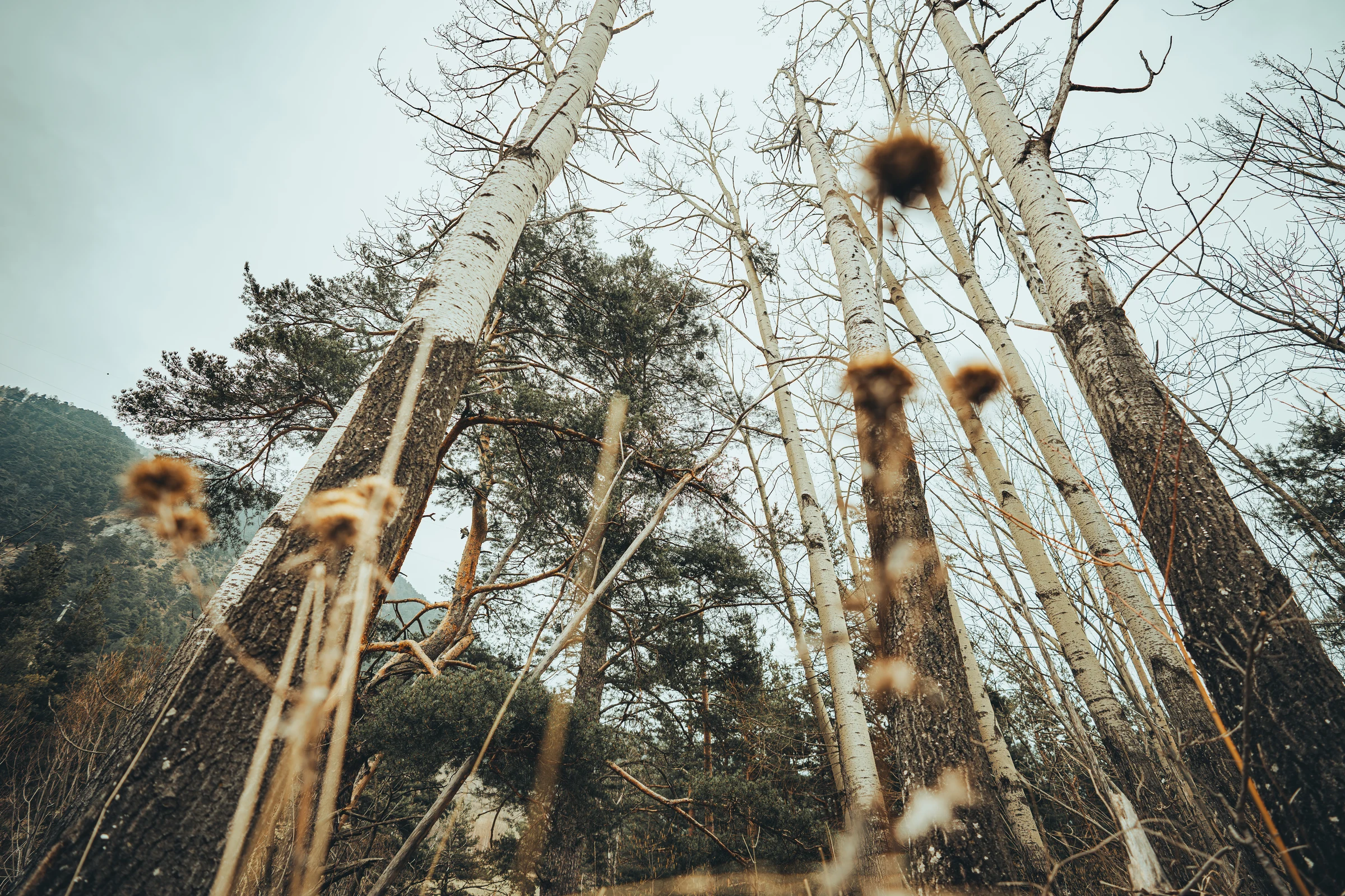 Tall trees and slender structures seen from below